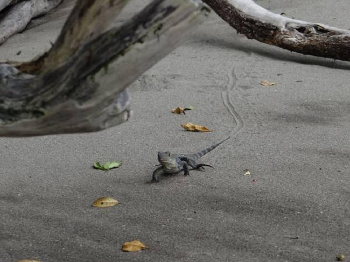 Tropical Beach Uvita Dış mekan fotoğraf